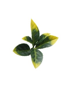 ΠΑΝΕΛ ΦΥΛΛΩΣΙΑΣ BERLIN 50 Χ 50 A017 PHOTINIA 2