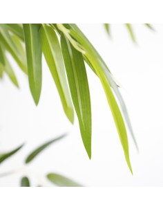 BAMBOO  NP0075_180 ΥΨΟΣ 180cm 2