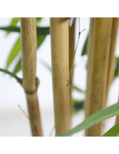 BAMBOO  NP0075_180 ΥΨΟΣ 180cm