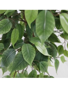 FICUS TREE NP0081_210   ΥΨΟΣ 210cm 2