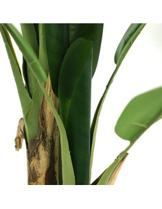 BANANA TREE NP014_120_22  ΥΨΟΣ 120cm 2