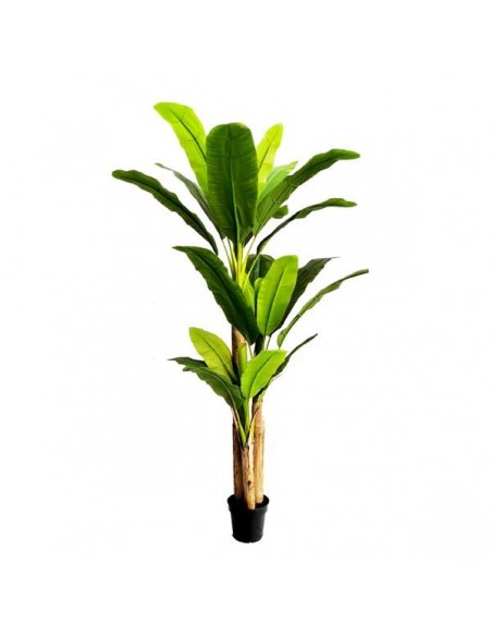 BANANA TREE NP017_240_22  ΥΨΟΣ 240cm