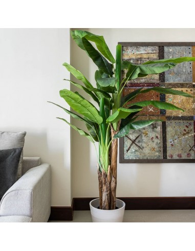 BANANA TREE NP017_240_22  ΥΨΟΣ 240cm