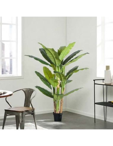 BANANA TREE NP018_280_22  ΥΨΟΣ 280cm