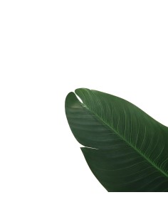 BANANA TREE NP1410_120  ΥΨΟΣ 120cm 2