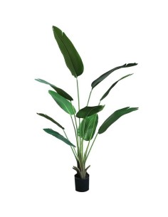 BANANA TREE NP1411_160  ΥΨΟΣ 160cm