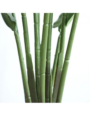 BANANA TREE NP1411_160  ΥΨΟΣ 160cm