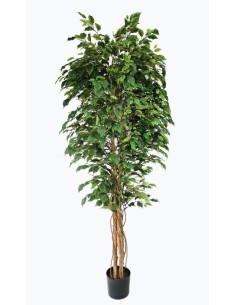 FICUS TREE NP230_210_UV  ΥΨΟΣ 210cm