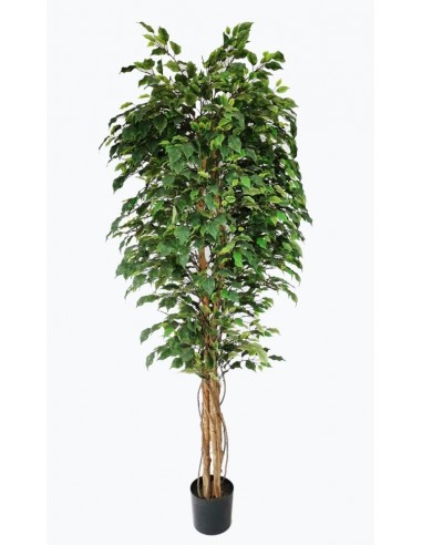 FICUS TREE NP230_210_UV  ΥΨΟΣ 210cm