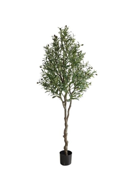OLIVE TREE NP410_180  ΥΨΟΣ 180cm