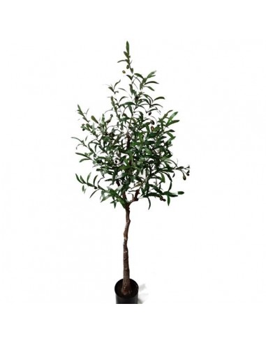 OLIVE TREE NP4817_160_22   ΥΨΟΣ 160cm