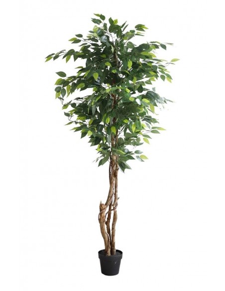 FICUS TREE NP5208_150   ΥΨΟΣ 150cm