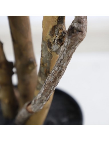 FICUS TREE NP5209_180  ΥΨΟΣ 180cm