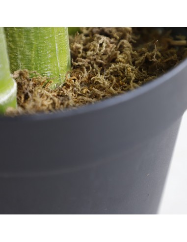 PALM TREE  NP5506_180_22  ΥΨΟΣ 180cm