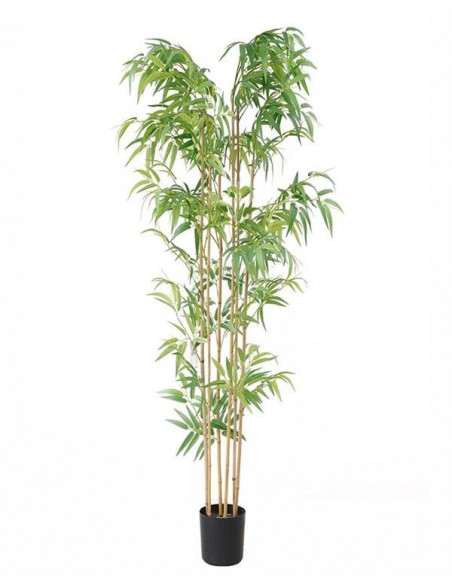 BAMBOO  NP5801_180_22_UV  ΥΨΟΣ 180cm