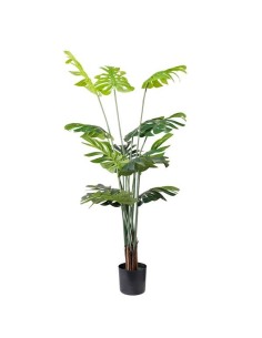 MONSTERA  NP6314_155_22   ΥΨΟΣ 155cm