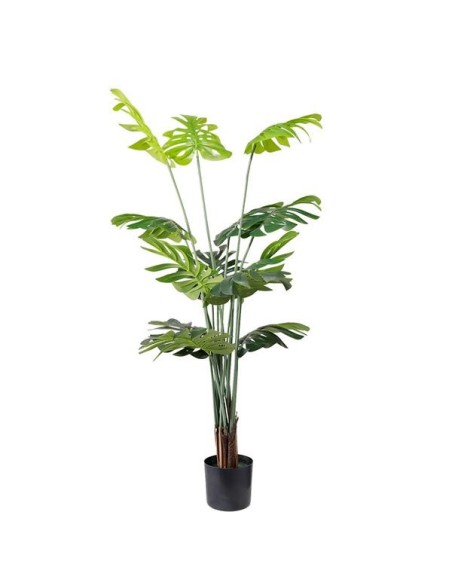 MONSTERA  NP6314_155_22   ΥΨΟΣ 155cm