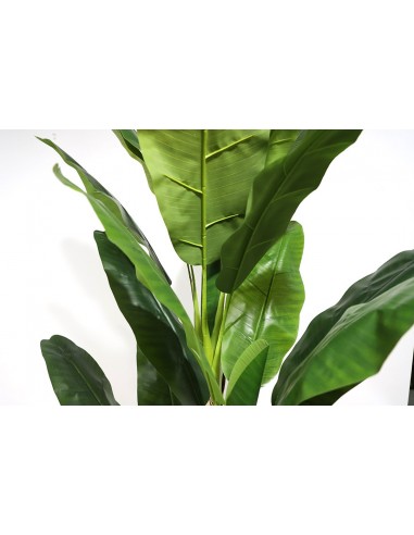 BANANA TREE NP6327_180_22  ΥΨΟΣ 180cm
