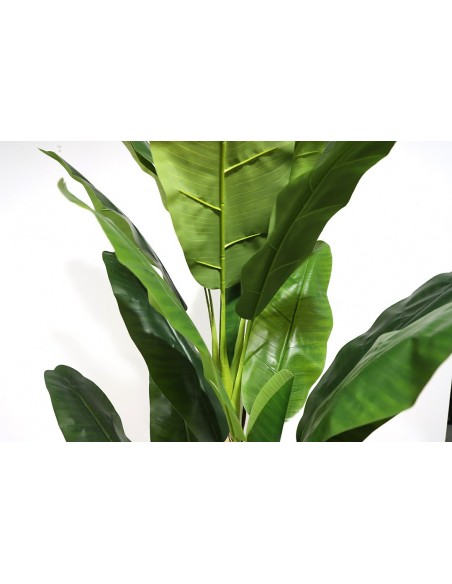 BANANA TREE NP6327_180_22  ΥΨΟΣ 180cm