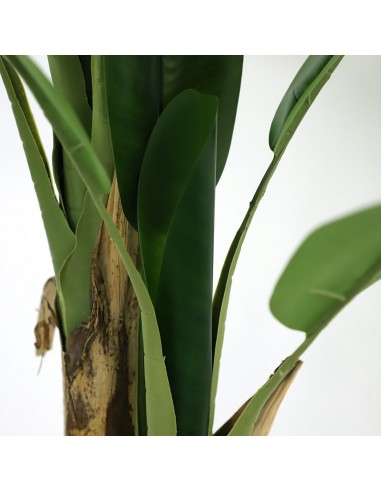 BANANA TREE NP702_145  ΥΨΟΣ 145cm