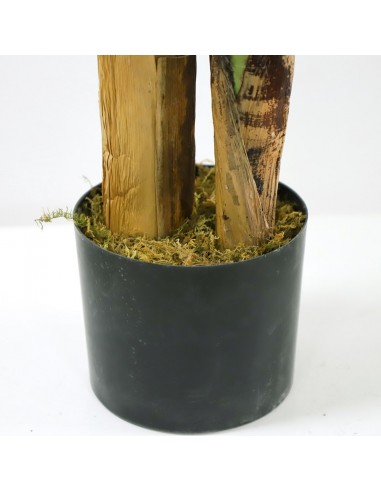 BANANA TREE NP702_145  ΥΨΟΣ 145cm