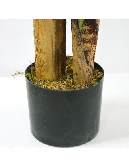 BANANA TREE NP702_145  ΥΨΟΣ 145cm