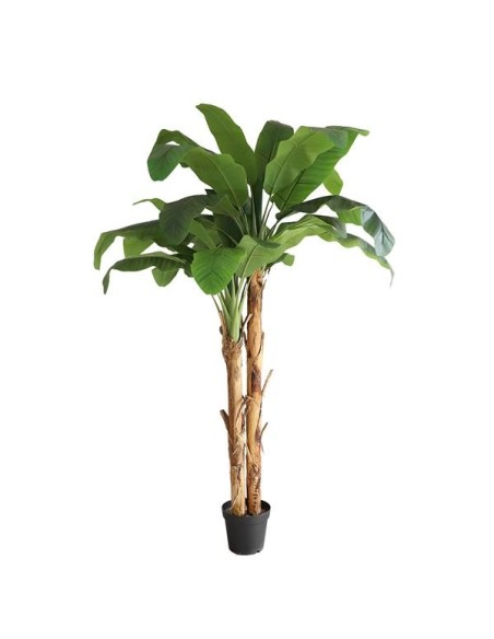 BANANA TREE NP707_240  ΥΨΟΣ 240cm