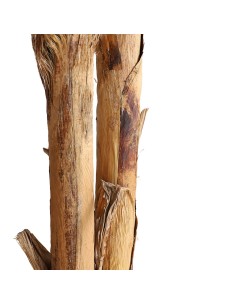 BANANA TREE NP707_240  ΥΨΟΣ 240cm 2