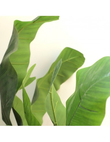 BANANA TREE NP707_240  ΥΨΟΣ 240cm