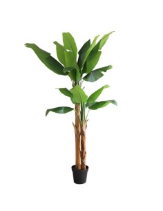 BANANA TREE NP708_220  ΥΨΟΣ 220cm