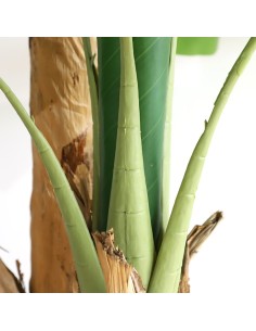 BANANA TREE NP708_220  ΥΨΟΣ 220cm 2