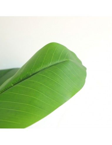 BANANA TREE NP708_220  ΥΨΟΣ 220cm