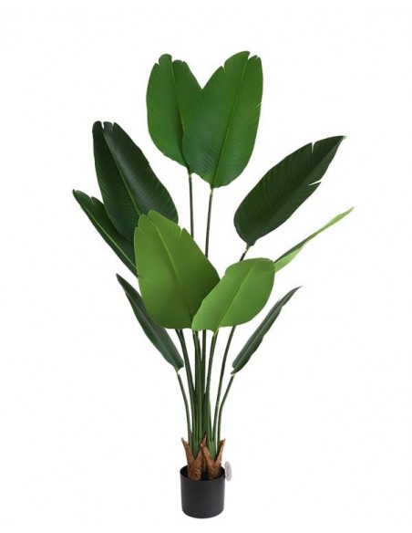 BIRD OF PARADISE  NP717_160  ΥΨΟΣ 160cm