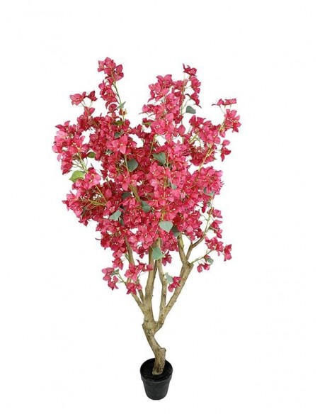 BOUGAINVILLEA  NP0422_170  ΥΨΟΣ 170cm