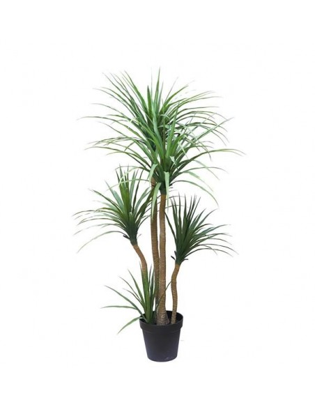 DRACAENA  NP_28_155  ΥΨΟΣ 155cm