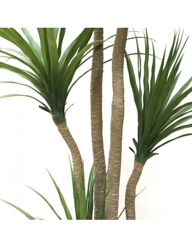 DRACAENA  NP_28_155  ΥΨΟΣ 155cm
