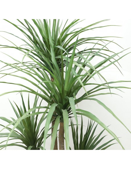 DRACAENA  NP_28_155  ΥΨΟΣ 155cm