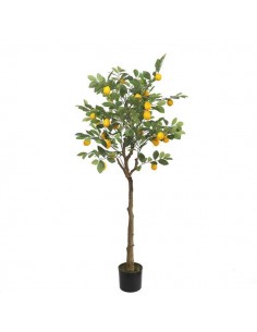 LEMON TREE  NP_30_170  ΥΨΟΣ 170cm