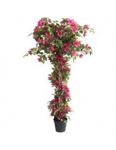 BOUGAINVILLEA  NP_34_160  ΥΨΟΣ 160cm