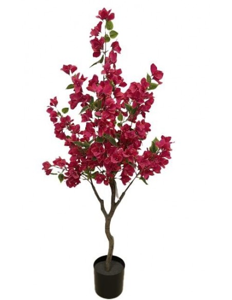 BOUGAINVILLEA  NP_70_120  ΥΨΟΣ 120cm