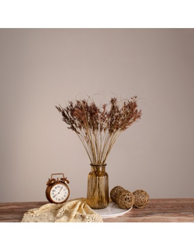 GloboStar® CYPERUS 36500 Αποξηραμένο Φυτό...