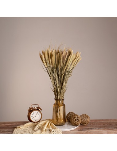 GloboStar® PENNISETUM 36503 Αποξηραμένο Φυτό...