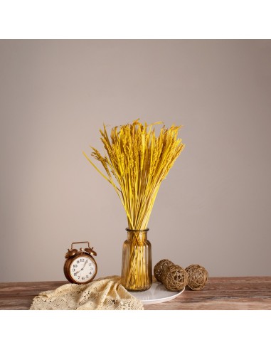 GloboStar® RISEGRASS 36506 Αποξηραμένο Φυτό...