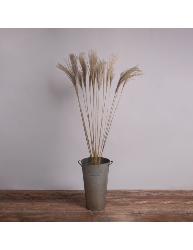 GloboStar® MISCANTHUS 36539 Αποξηραμένο Φυτό...