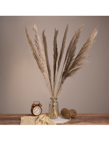 GloboStar® PAMPASGRASS 36512 Αποξηραμένο Φυτό...
