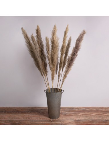 GloboStar® PAMPASGRASS 36514 Αποξηραμένο Φυτό...