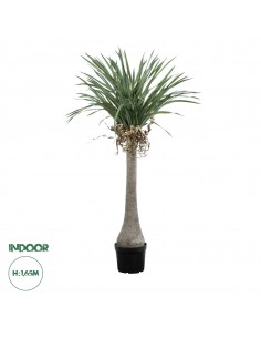 GloboStar® Artificial Garden BEAUCARNEA PALM TREE 20046...