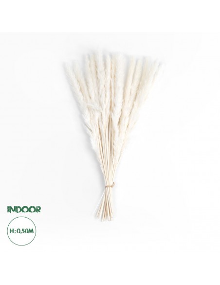 GloboStar® Artificial Garden REAL DRIED BEIGE PAMPAS GRASS BUNCH 21116 Αποξηραμένο Διακοσμητικό Μπουκέτο Pampas Μπέζ Y50cm