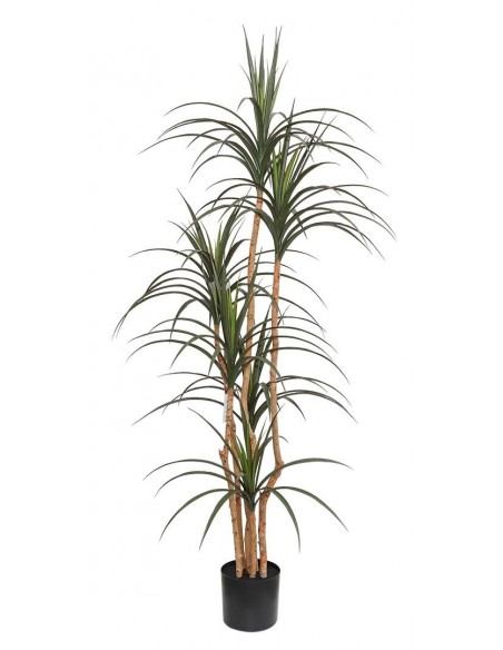 DRACAENA  NP_325_180  ΥΨΟΣ 180cm
