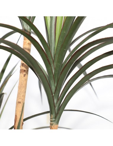 DRACAENA  NP_325_180  ΥΨΟΣ 180cm